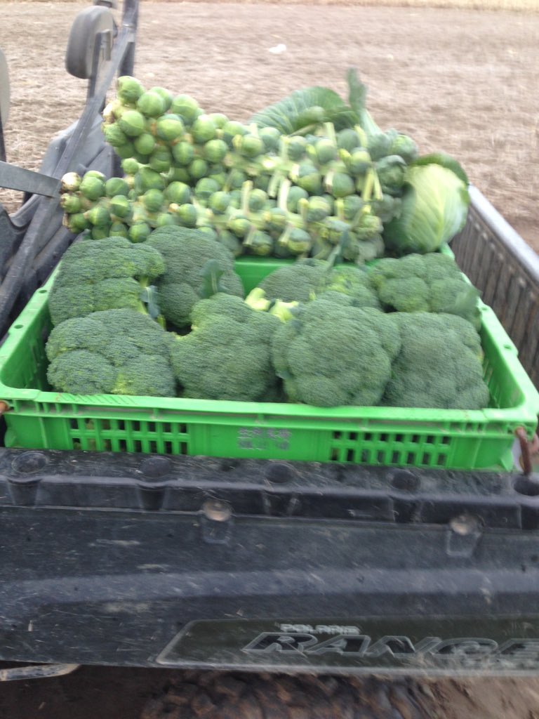 Quinte Isle Farms tweet media