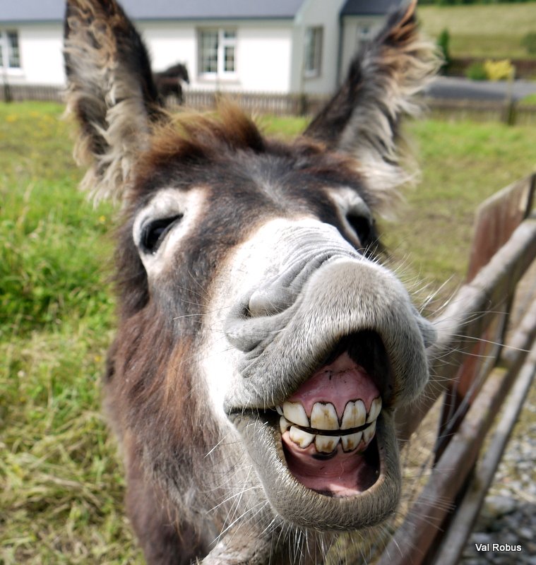 donkey smiling with teeth