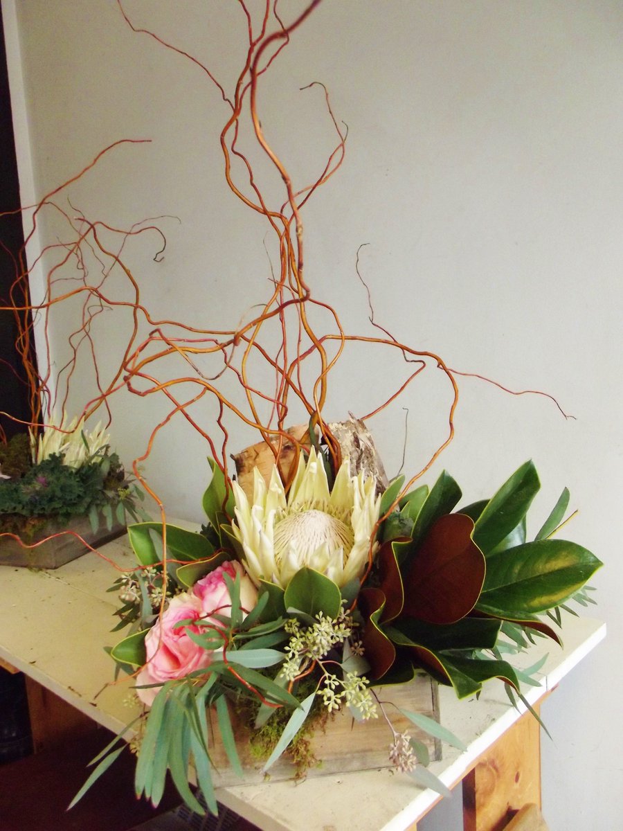 MonarchFlorists's tweet photo. Natural element arrangements #kingprotea #succulents #curlyornamentalkale https://t.co/0GuXcBrrml