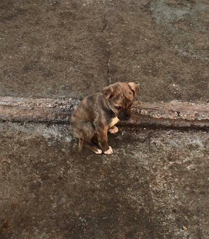 Support Paws2Rescue Romania neuter campaign <a href="/Paws2RescueUK/">Paws2RescueUK</a> <a href="/rickygervais/">Ricky Gervais</a> <a href="/PeterEgan6/">Peter Egan</a>  @WetnoseAnimal <a href="/MarcTheVetApp/">Marc the Vet's App</a>