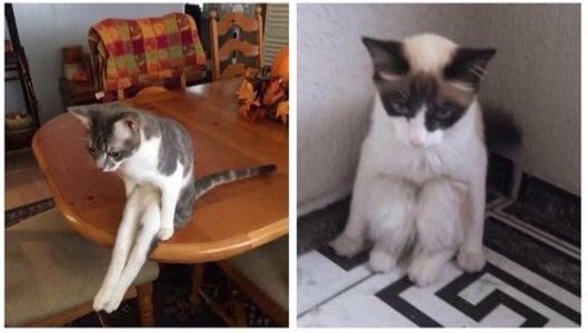 gabrreu's tweet image. lembrando dos mole q vc me deu e eu não aproveitei