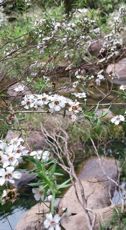 Manuka flowers in New Zealand where the famous manuka honey comes from. #NewZealandTour