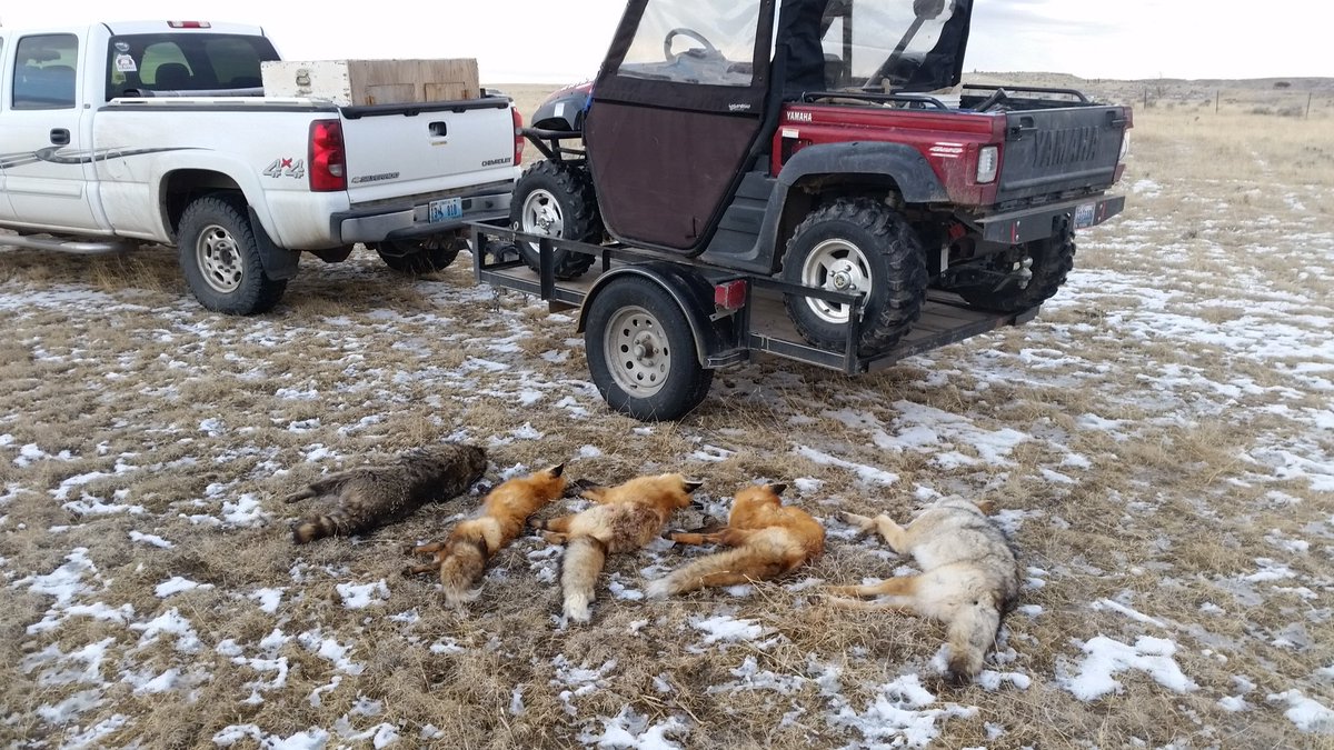 JamiePOlson1's tweet photo. Out checking some gear today #trapper #Coyotunter #foxtrapper https://t.co/1hRj4LvAWu