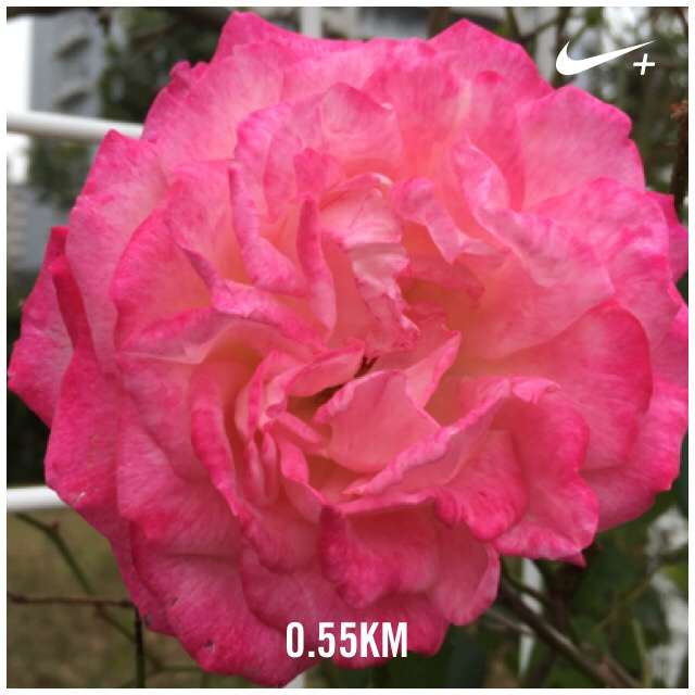 RickyJapan's tweet image. Nike+を使用して0.55 kmのランを終了しました。 go.nike.com/050ndatn #nikeplus