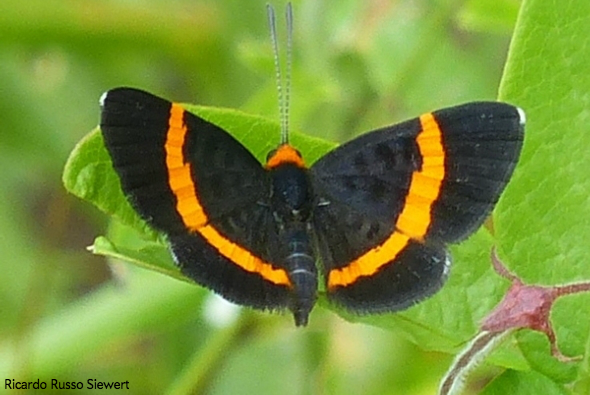 sciam's tweet photo. Lost Brazilian butterfly that had only been seen twice before rediscovered after 56 years https://t.co/nARtval0zI https://t.co/CTyDQL4zzz