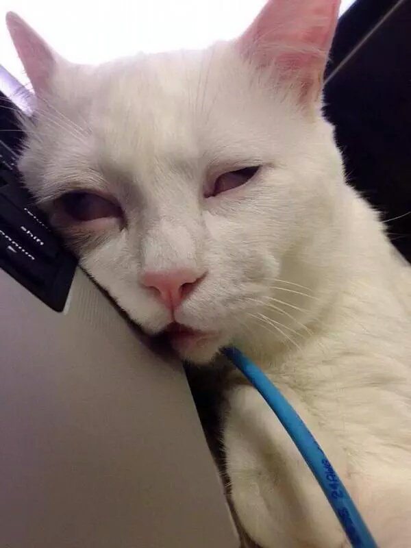 roohpatino's tweet photo. Yo cuando me acarician el cabello https://t.co/FFfWxGasfi