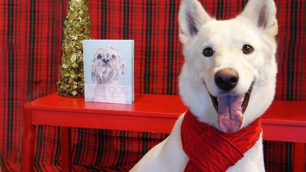 globeandmail's tweet photo. They're adorable and they need a home. We got rescue pets to model the year’s best gifts https://t.co/y7Q55P07m4 https://t.co/onuKf9FI2g
