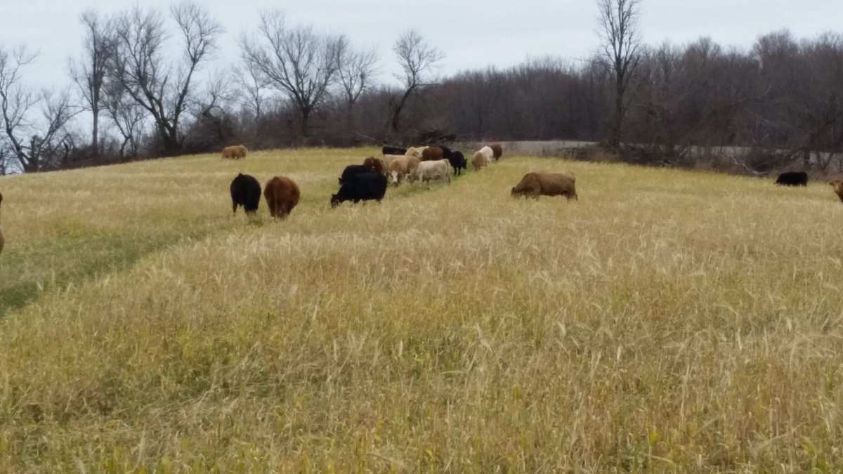 Dec 13  the last field of #CoverCrops  to be grazed for the 2015 season