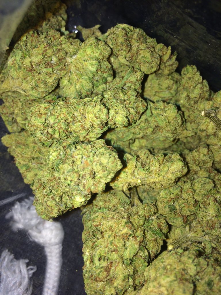 sahara_gentry's tweet photo. @BabyGrowsDank #showmeyourbud OG Kush https://t.co/eWWY24DGm1