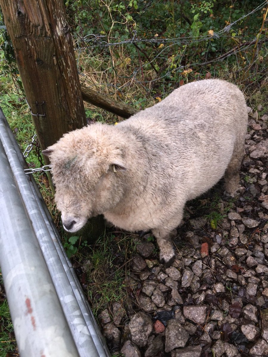 BenIOU1's tweet photo. Post a picture of a bird! - I have a goat? https://t.co/V8AHtCoTXj https://t.co/AjnI9qUuL0