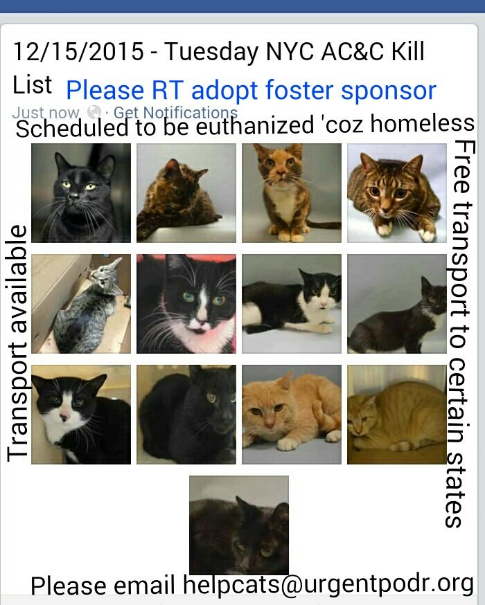 MeowMiya88's tweet photo. .@URGENTPODR #NYC #adoptdontshop #CatsSinging #catsforacause #cats4cats https://t.co/2r3dCBkIIq