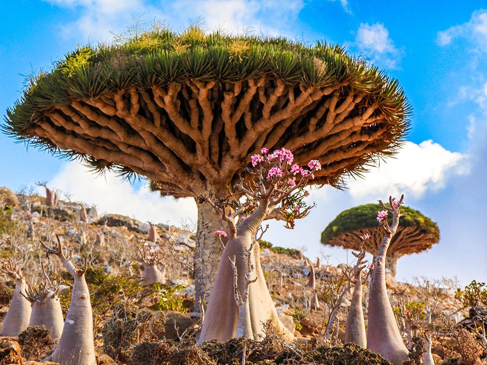 gaiabodyworks's tweet image. Meet the unique dragon's blood tree of Yemen 
buff.ly/220M60x
#cooltree