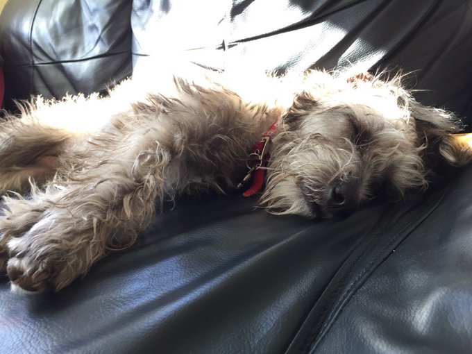 I am so happy to have adopted Bonnie. I am a dog mom. https://t.co/oKE572I28U<a href="/tag/mvsales"class="tags"><span>#mvsales</span></a>