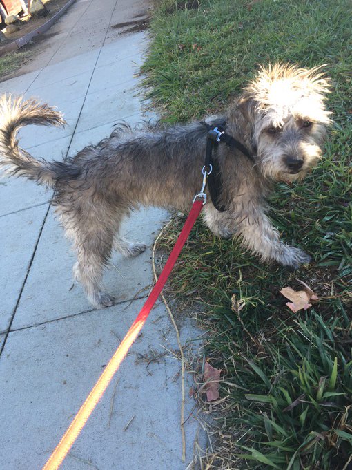 I am so happy to have adopted Bonnie. I am a dog mom. https://t.co/oKE572I28U<a href="/tag/mvsales"class="tags"><span>#mvsales</span></a>