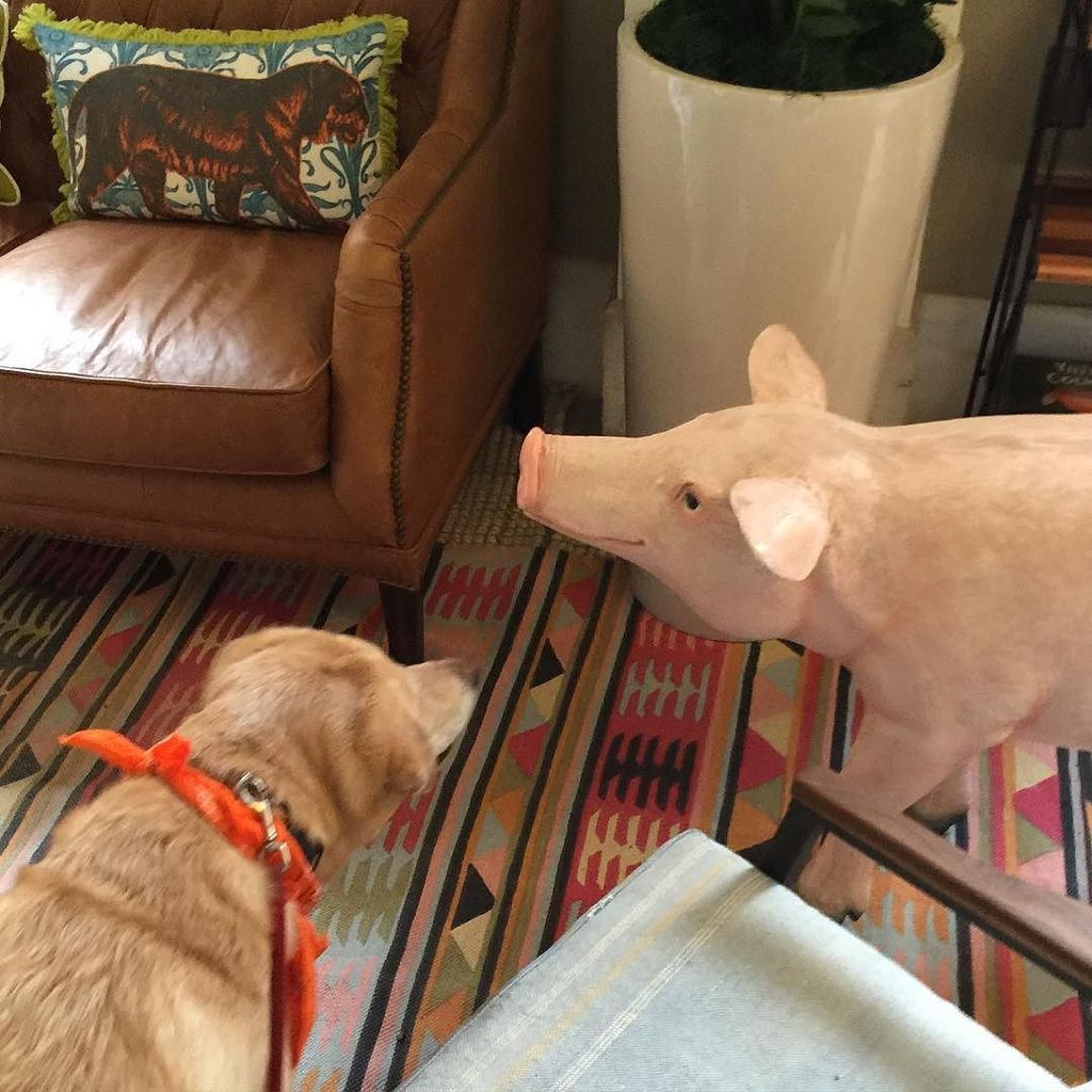 YoungArchitxPDX's tweet image. Molls making friends at #weworkpdx yesterday. #mollyriscica ift.tt/1QI2aii