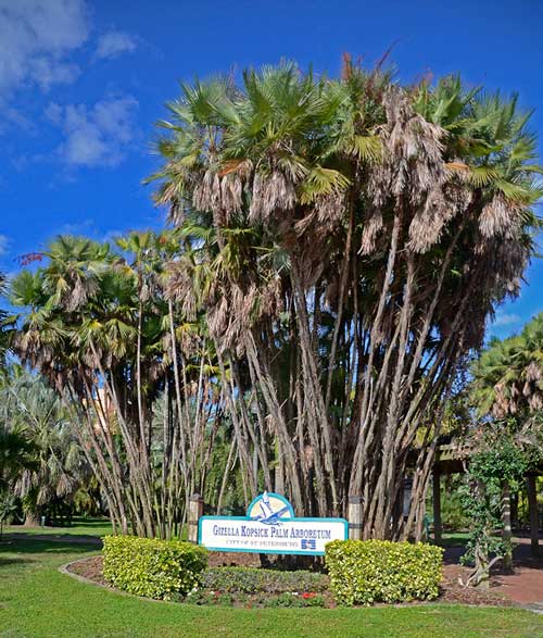 FlaBudgetTravel's tweet photo. Gizella Kopsick Arboretum: a world-class palm arboretum on #StPete's North Shore Dr. #FlaTravel https://t.co/2wjxltSdHe