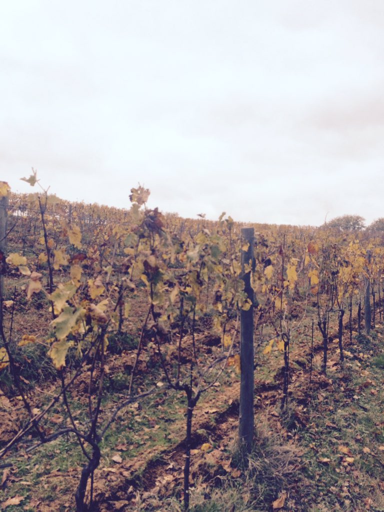 Pomario's Vineyard in autumn