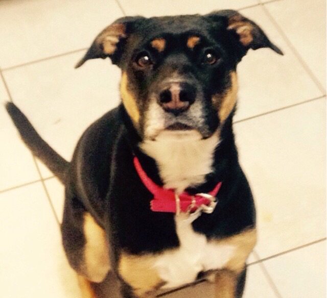 sarah_arsenault's tweet photo. @WestJet #findmarce 3405 Fred-To &amp; 439 To-Edmtn @kaileyneill58 #lostdog #westjet https://t.co/xC7KCtnGMd