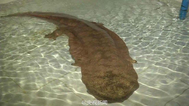 uzoneindonesia's tweet photo. Salamander, Amfibi Raksasa Ditemukan di Cina - https://t.co/uznypcvg7A https://t.co/od4MRcP4bw