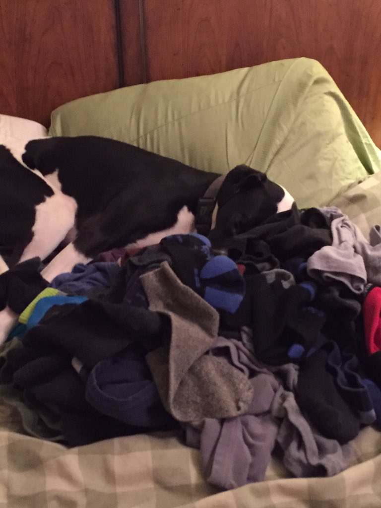 gsabrinus's tweet photo. Billie refuses to help with household chores, such as folding my laundry. #goodhelp #timetodothelaundry https://t.co/96dPaEdAow