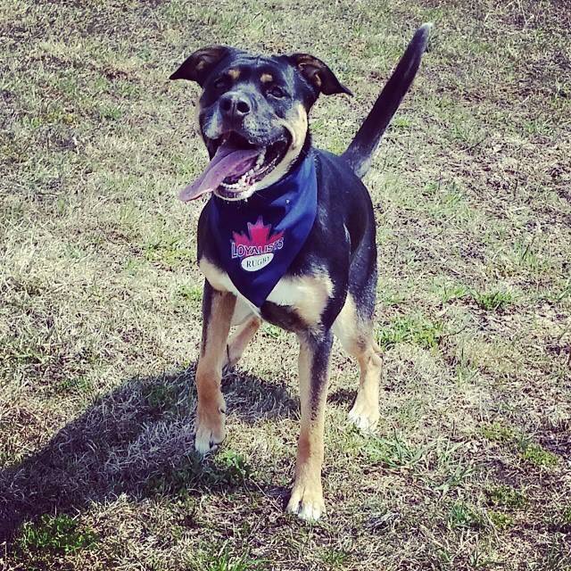 emilysnash's tweet photo. IF FLYING @WestJet TODAY PLEASE KEEP AN EYE OUT FOR THIS DOG. @WestJet LOST HER. https://t.co/QabI4izpLq