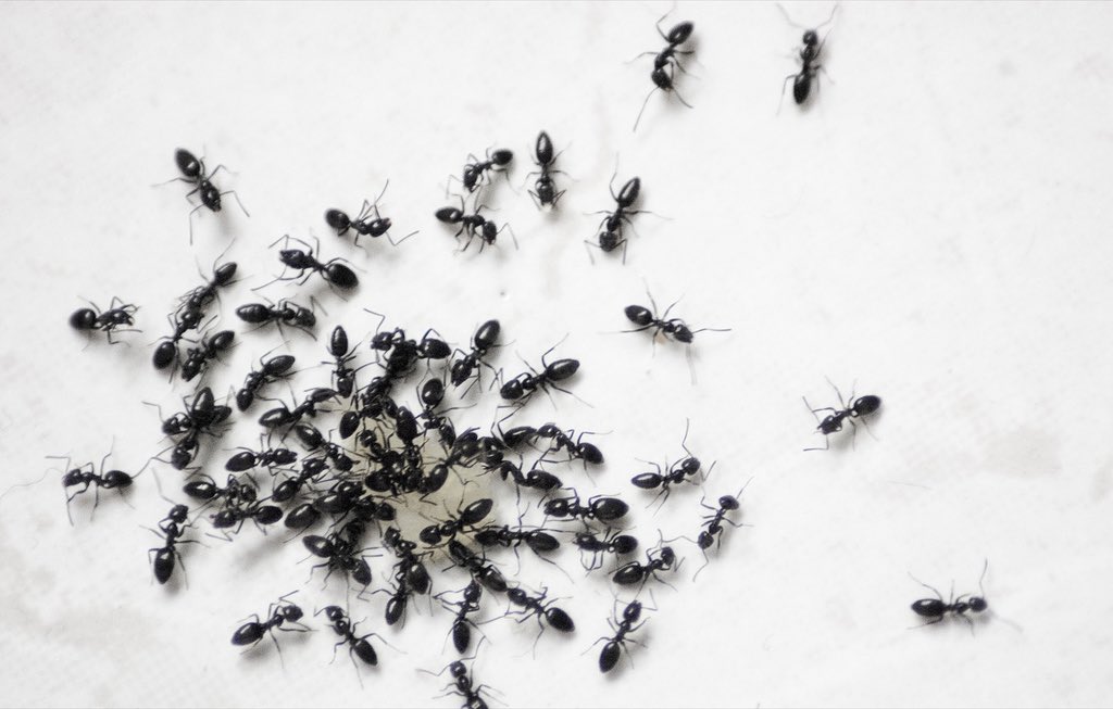 Yo that's easily 50 ants