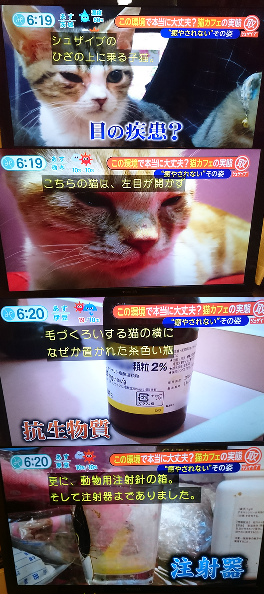 はむこ 猫カフェ写真 Ar Twitter フジテレビのシュザイブで劣悪環境の猫カフェ報道してましたね 都内で虐待疑惑の猫カフェ といえばあそこだなって 行ったことのないわたしでもわかりました 京都や静岡にもっとひどいところもあるようですが 早く猫たちが劣悪環境