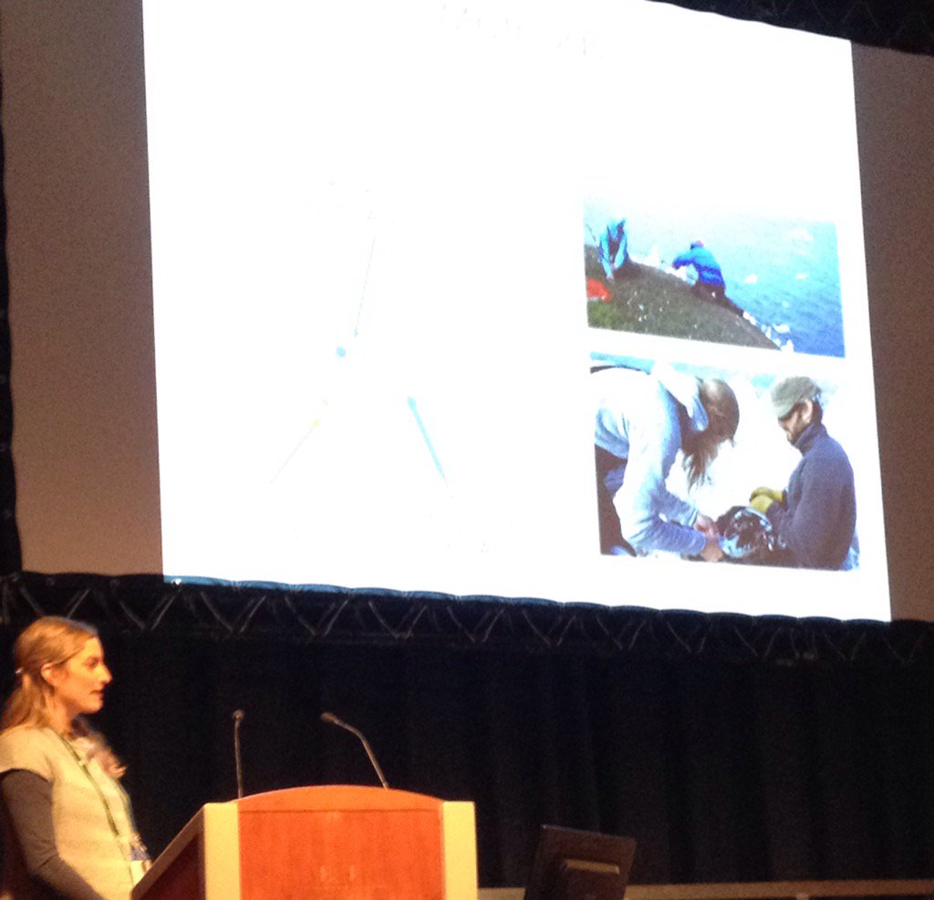 llbaker1707's tweet photo. Birds shop around for breeding sites. @JWEJeglinski explores the #spatialscales of prospecting in gannets. #BES2015 https://t.co/OquyZdGxjM