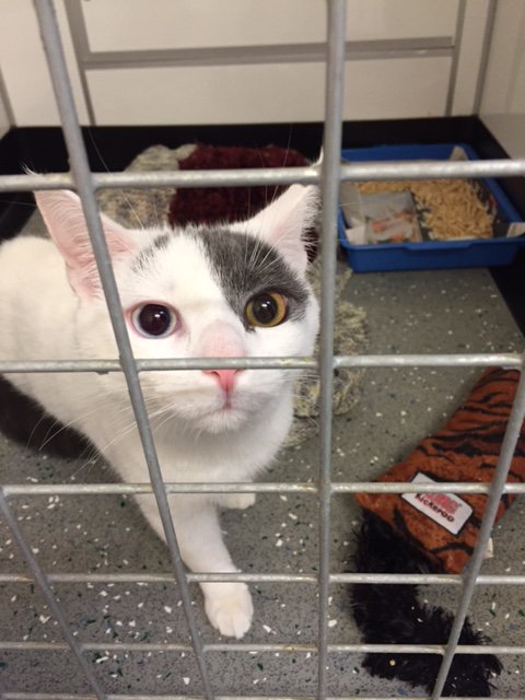 rspcaPAWS's tweet photo. Jack needs a forever home! For more info please call 01257 426110. Pl retweet too! Thank you https://t.co/Wr7qrl0fz1