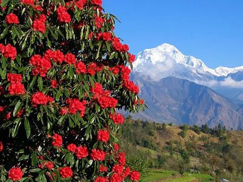 GAdv_Sujan's tweet photo. Trekking in Spring in Annapurna will be life time experience.Come and explore it.
#natgeojourneys 
#journeyCEOs https://t.co/KWREfx1WKw