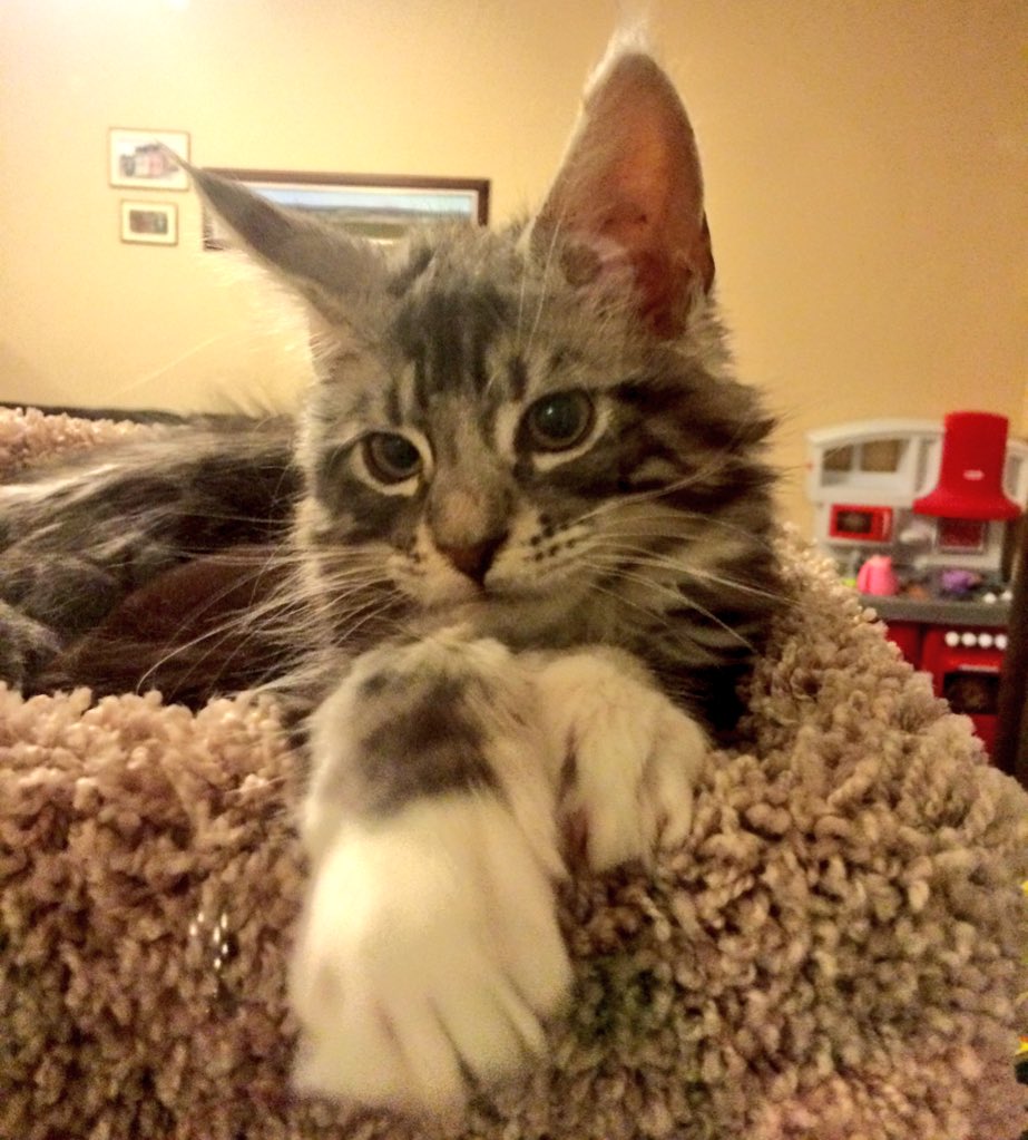 malachytdoyle's tweet photo. So I am growing. Wonder how long this cat tree will hold me? #mainecoon #kitty #3monthsold   @marystordy #seriouscat https://t.co/UEAYF019Y4