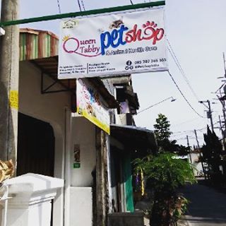 PetshopSolo's tweet photo. 1. jln letjen Suprapto 35 (samping BRI Sumber)  2. JL.Puntadewa Slatan Asrama Putri Almukmin Ngruki  085707365365 https://t.co/iS2QYbTtUh