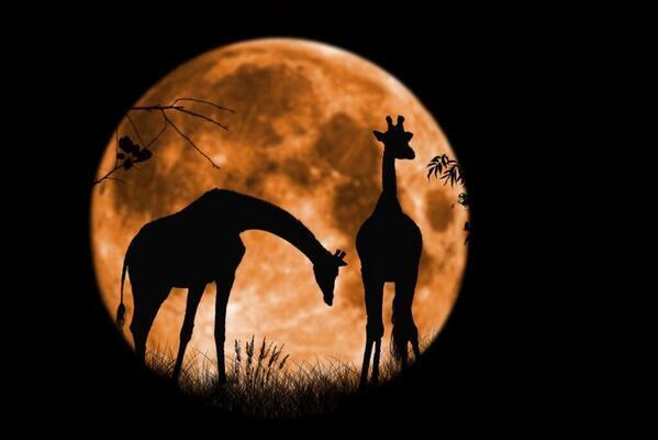 Paisajes_Es's tweet photo. Jirafas bajo la Luna llena https://t.co/vqSUuVqrm5