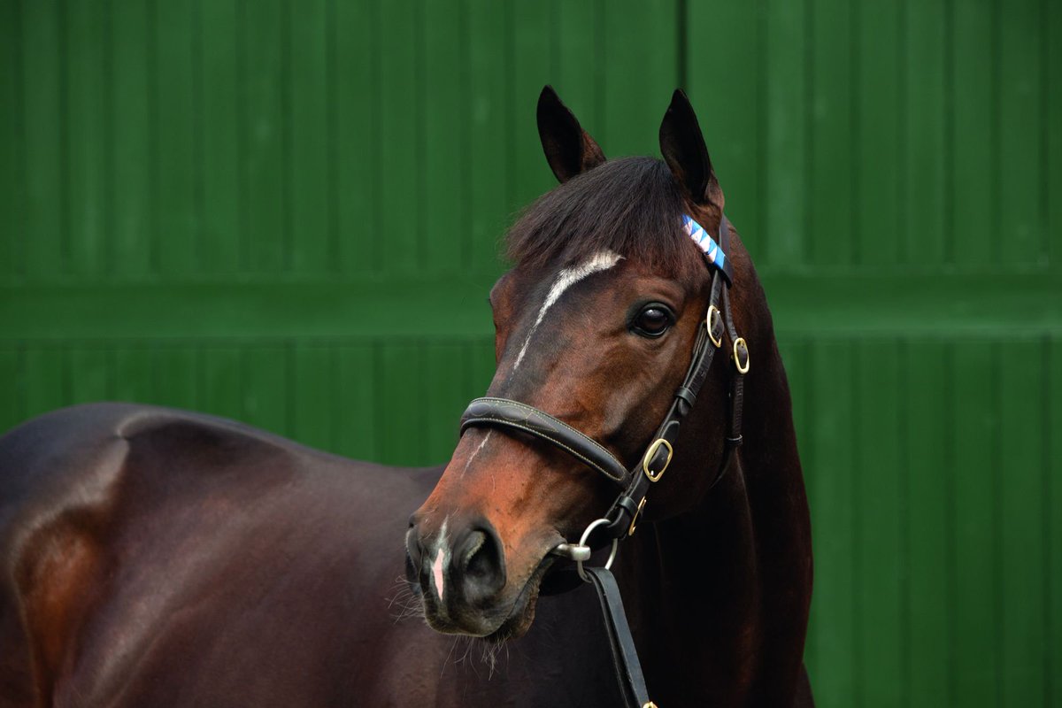 DarleyStallions's tweet photo. #DarleyClub stallions #FrenchNavy and #Fulbright (l-r) are on parade at #Kildangan's open house today, 10am-2pm https://t.co/9SVWwElC6s