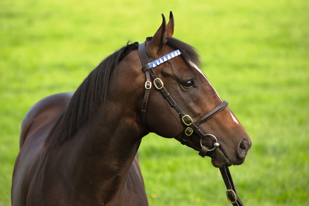 DarleyStallions's tweet photo. #DarleyClub stallions #FrenchNavy and #Fulbright (l-r) are on parade at #Kildangan's open house today, 10am-2pm https://t.co/9SVWwElC6s