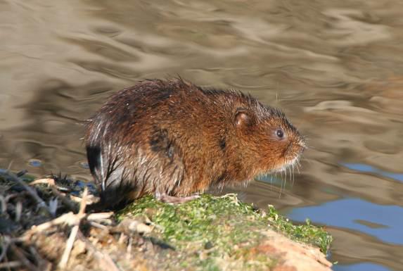 Water voles benefit enormously from the preplanted Coir Rolls instant habitat - water vole pic by Cliff Carson