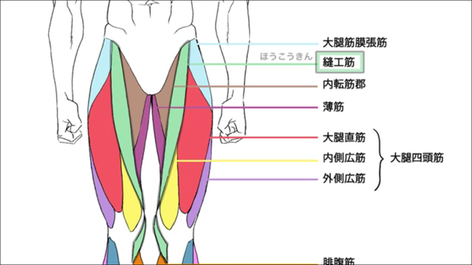 筋肉の描き方のtwitterイラスト検索結果