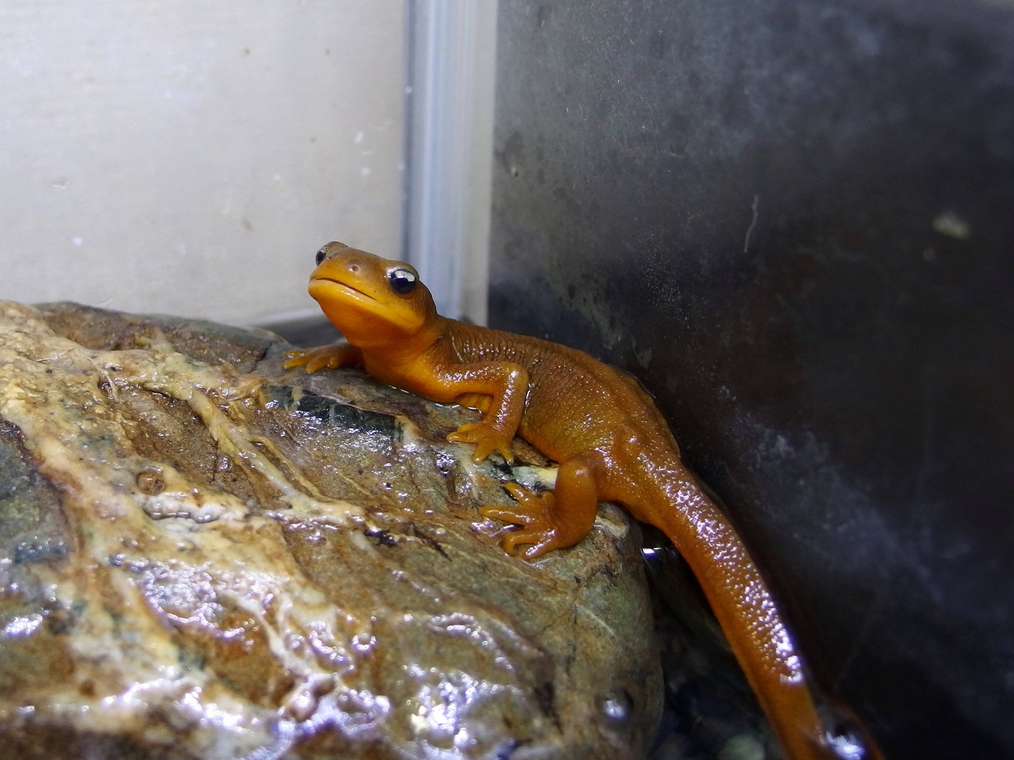Tosh よろず屋 今夜のサメハダイモリ T Co Rfvugnvcpn Tosh よろず屋 今夜のサメハダイモリ T Co Rfvugnvcpn