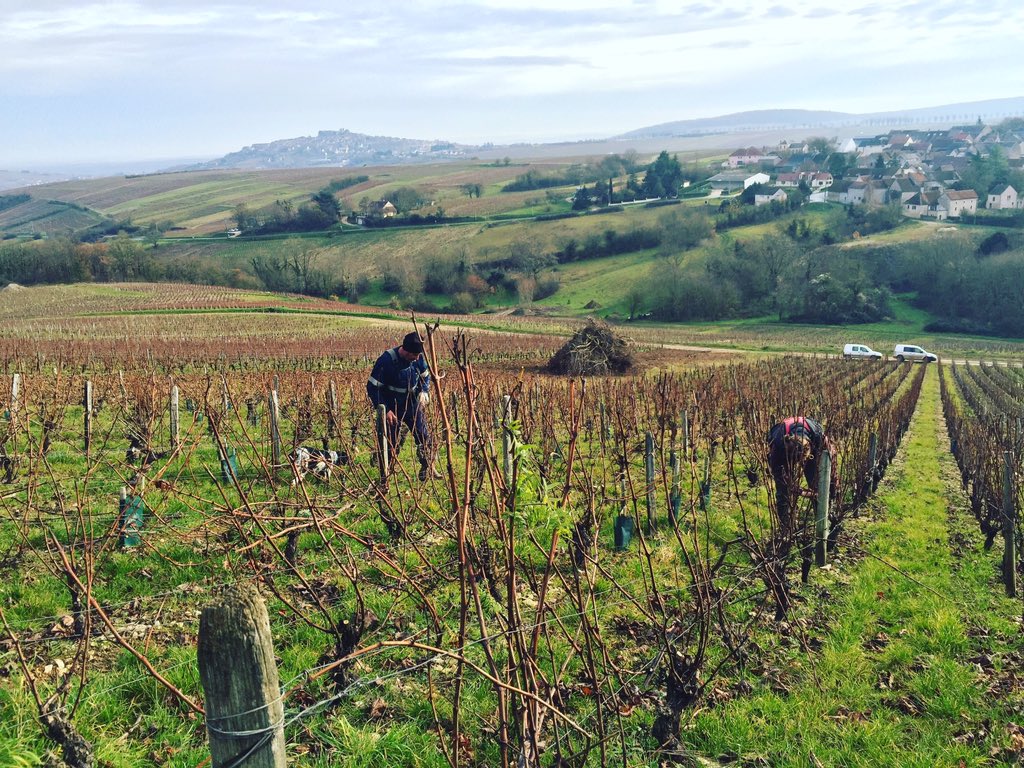 Jour de taille. #sancerre