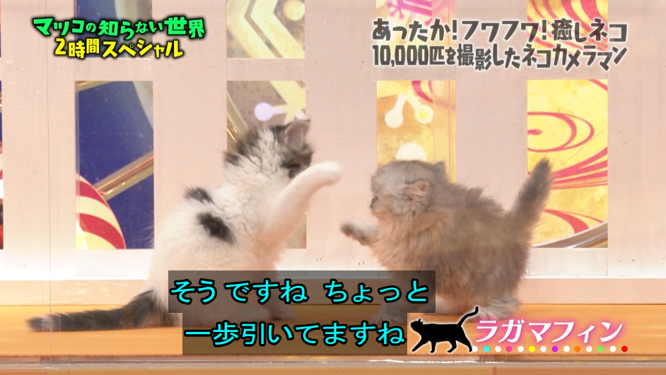 マツコの知らない癒しネコの世界 2ページ目 Togetter