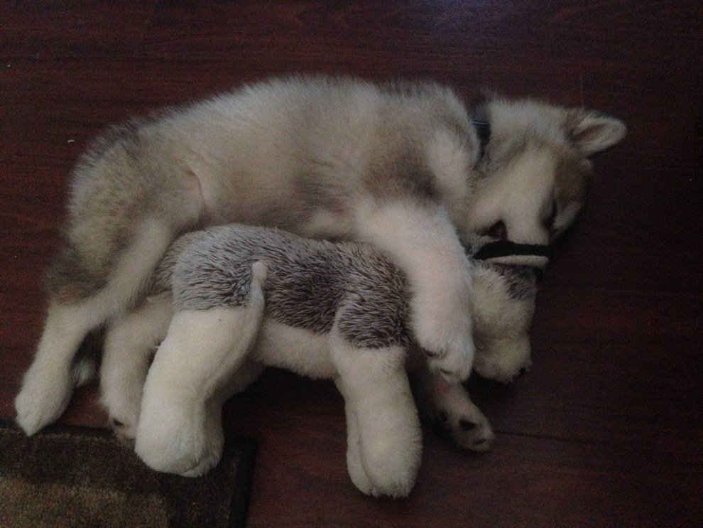 Adorably's tweet photo. This dog has kept her toy wolf by her side all her life https://t.co/IO1ZFO4RO8 https://t.co/hm2orRYjCY