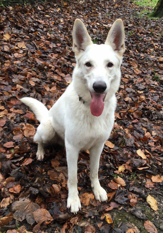 gsrescueelite's tweet photo. 4yr old Albus is good with kids and other #dogs and needs a new home
#Devon
#GSD
https://t.co/t27kgToJ3L https://t.co/9oZRsrI81z