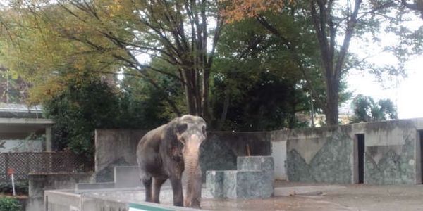 forlifeonearth's tweet photo. Please help this beautiful elephant, sign and share widely https://t.co/sraSNuzBwC @Animals1st @AmyRoseKathryn #HELP https://t.co/PJ431dGABJ