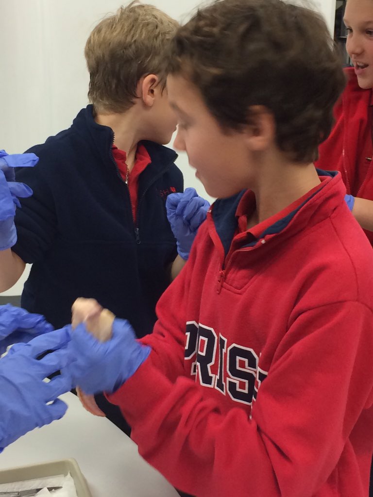 Mrs. J. Gannon (@gannon2nd) on Twitter photo Scientists dissecting tendons, bones, and ligaments! Oh my!! 🔬<a href="/dmonaco/">David Monaco</a> <a href="/ParishLS/">ParishEpiscopalLS</a> #parishlsrocks Scientists dissecting tendons, bones, and ligaments! Oh my!! 🔬<a href="/dmonaco/">David Monaco</a> <a href="/ParishLS/">ParishEpiscopalLS</a> #parishlsrocks