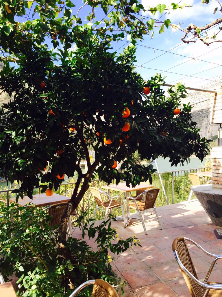 A nuestro compi de terraza se le suben los colores porque es su época ! A las ricas naranjas! @huertaguadalhor