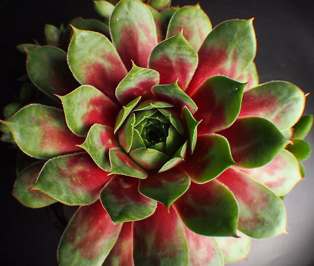 LLGSNC's tweet image. Sempervivum 'Gay Jester'