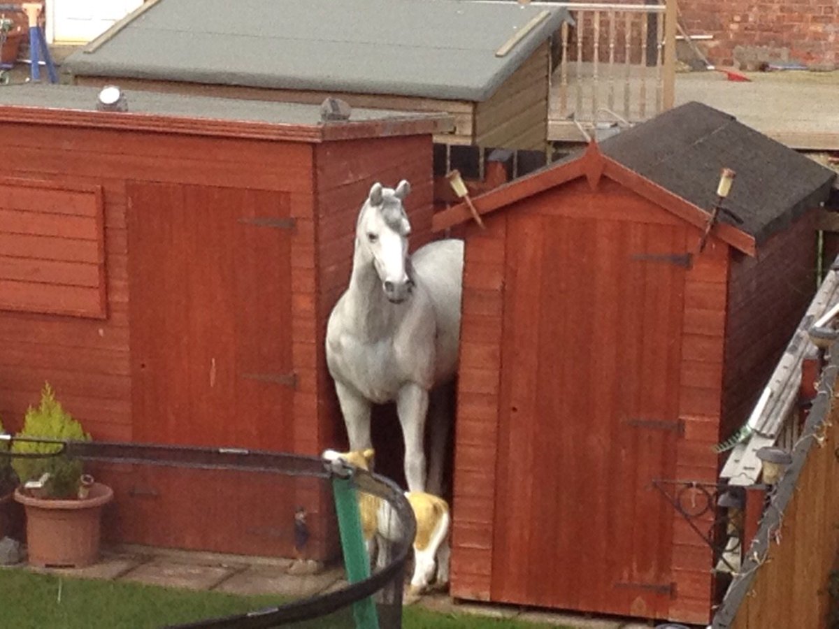AbodeCS's tweet photo. We get to see some quite unexpected things .... low maintenance pets for example #wacky #Newcastle https://t.co/ppCMsaDSzd