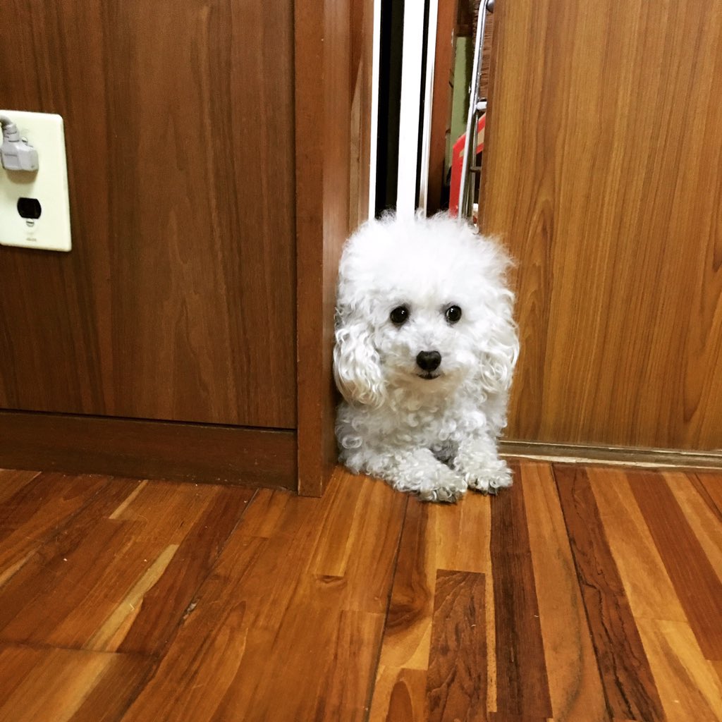 モフモフの民 やあ 元気かい うちの ゆるキャラ ビションフリーゼ ミックス犬 トイプードル トイプー ましゅまろ犬ペロペロ 白い犬 ふわふわ フワモコ部 Lineスタンプ Linestamps Dog ラインスタンプ T Co Xwdlyuqqlq モフモフの民 やあ 元気かい うちの ゆるキャラ ビションフリーゼ ミックス犬 トイプードル トイプー ましゅまろ犬ペロペロ 白い犬 ふわふわ フワモコ部 Lineスタンプ Linestamps Dog ラインスタンプ T Co Xwdlyuqqlq