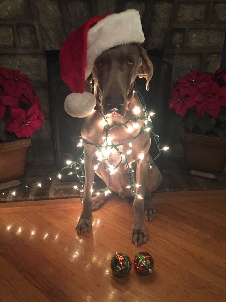 "My Weimmy pet "Rico" lit up like a Christmas tree :) happy holidays everyone 🎄🐶❤️"