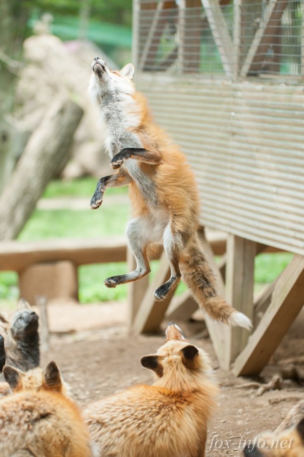 キツネ写真館 キツネ飼養中 私の推しはジャンプおきつね エサをふわっと真上に投げるとジャンプ する確率が上がります エサを半分に割ればガチャ回数が2倍になる 狐にとっても食べやすいサイズになる とても健全な課金ゲー T Co Osqxkigxj3